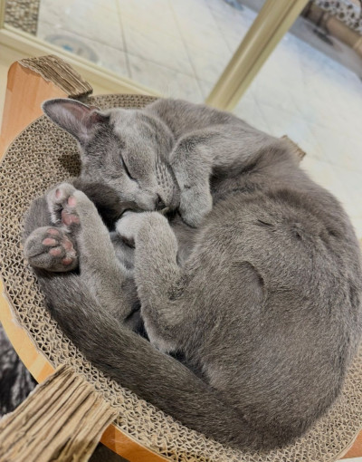 あんずの写メ